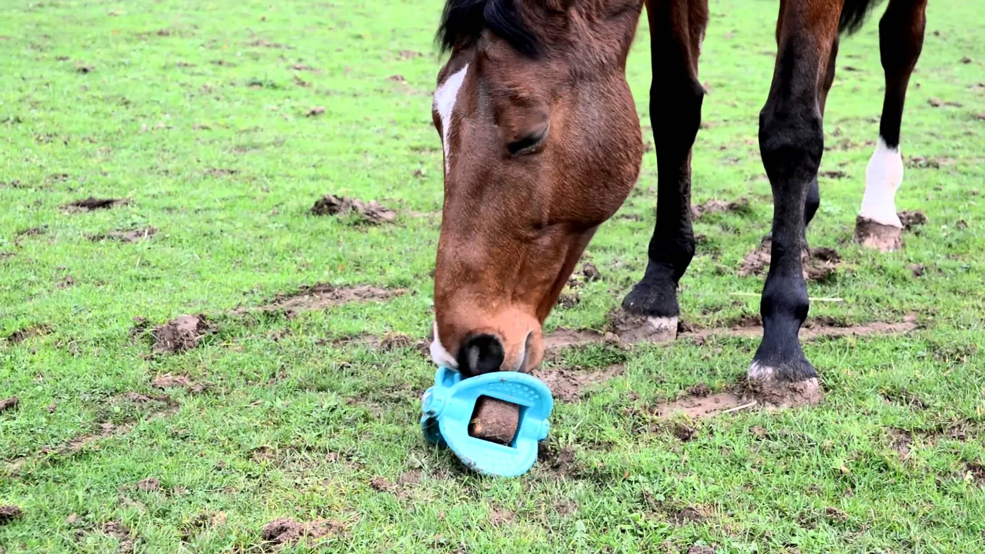 Bizzy Bites Toy